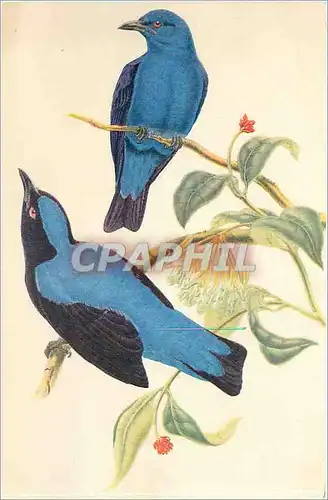Cartes postales Oiseaux Bleus des Fees