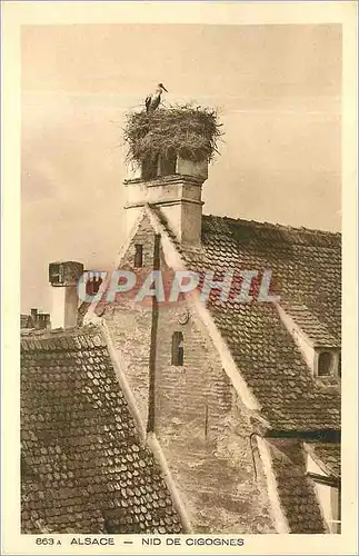 Cartes postales Alsace Nid de Cigognes