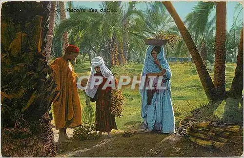 Cartes postales moderne Recolte des dattes