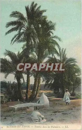 Cartes postales Scenes et Types Tombes dans les Palmiers