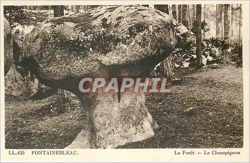 Cartes postales Fontainebleau La Foret Le Champignon