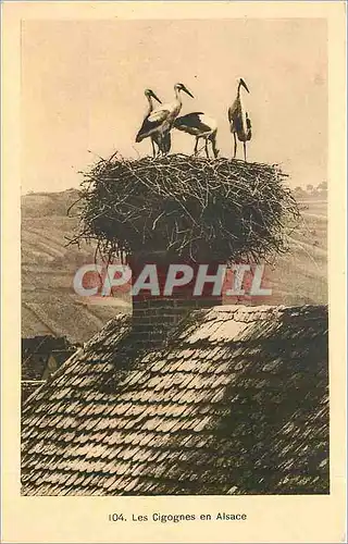 Cartes postales Les Cigognes en Alsace