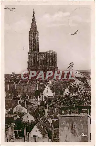 Cartes postales STRASBOURG Les Cigognes