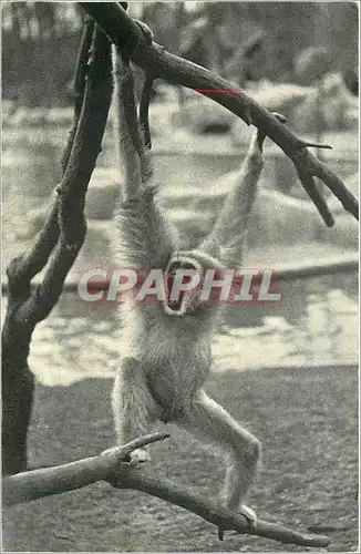 Cartes postales moderne PARIS PARC ZOOLOGIQUE Un Gibbon � main blanche Singe