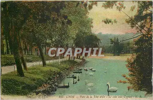 Cartes postales LYON - Parc de la t�te d'or - Le coin aux Cygnes