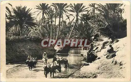 Cartes postales Un Oued dans l'Oasis