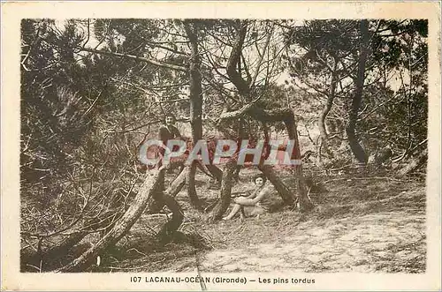 Cartes postales LACANAU OCEAN(Gironde) Les pins tordus