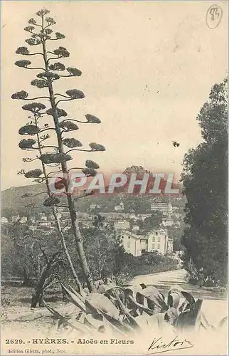 Cartes postales HYERES Aloes en Fleurs