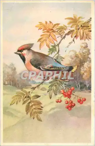 Cartes postales V�UX Oiseau