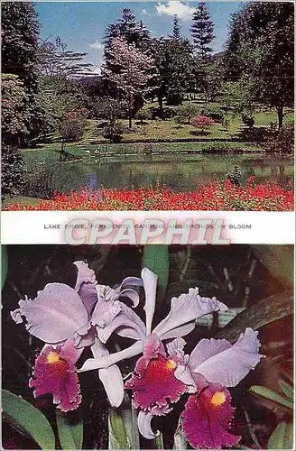 Cartes postales VOEUX