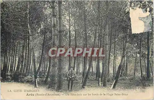 Ansichtskarte AK LA COTE D'RGENT Ares(Bassind'Arcachon)-Un Sous -bois sur les bords de la Plage Saint Brice