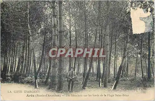 Cartes postales LA COTE D'RGENT Ares(Bassind'Arcachon)-Un Sous -bois sur les bords de la Plage Saint Brice