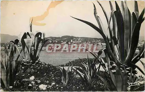 Cartes postales Cannes Vue d'Ensemble