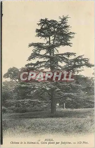 Cartes postales Rueil Chateau de la Malmaison Cedre plante par Josephine