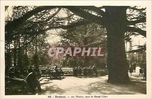 Cartes postales Rennes Au Thabor sous le Grand Cedre