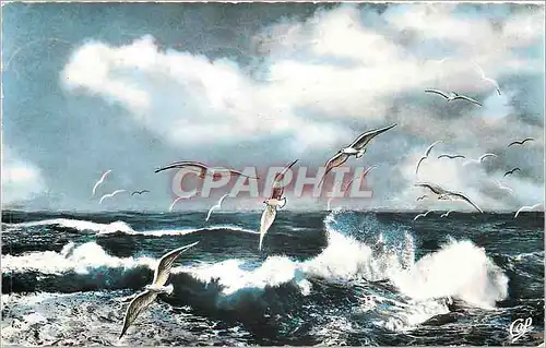 Cartes postales Vol de Mouettes sur la Mer