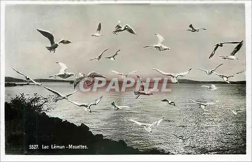 Cartes postales LAC LEMAN Mouettes