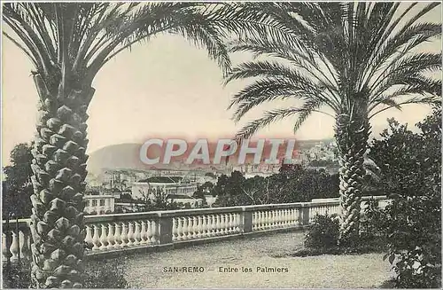 Cartes postales SAN REMO-Entre les Palmiers