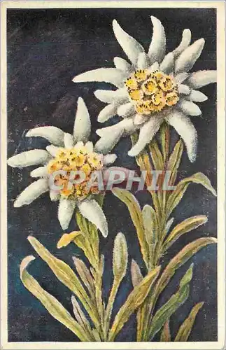 Ansichtskarte AK Angers-Musee des Tapisseries-Apocalypse-St jean conemple l'ange et le Vainqueur  cheval