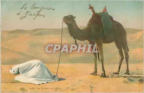 Cartes postales La priere au desert Chameau