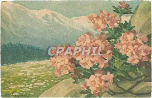 Cartes postales VOEUX