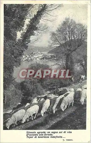 Cartes postales Moutons