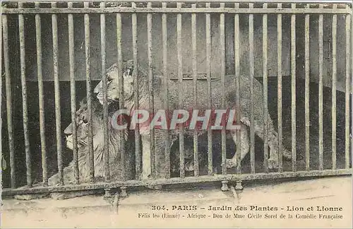Cartes postales PARIS-Jardin des Plantes -lion et Lionne