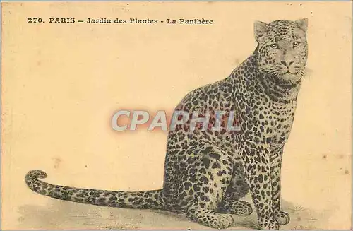 Cartes postales PARIS-Jardin des Plantes -La panthere