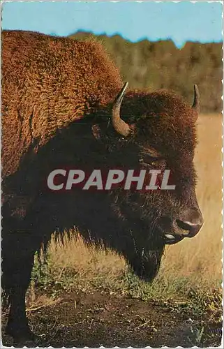 Cartes postales moderne BISON DE L'OUEST A BIG FELLA CANDIAN BUFFALO OR BISON