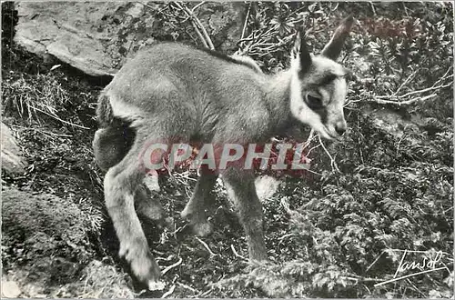 Cartes postales moderne Les animaux de la Montagne-petit Chamois
