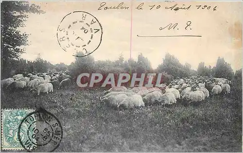 Cartes postales TOULON Moutons