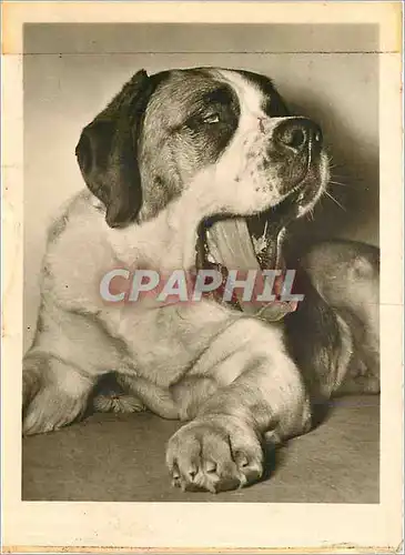 Cartes postales moderne CHIEN