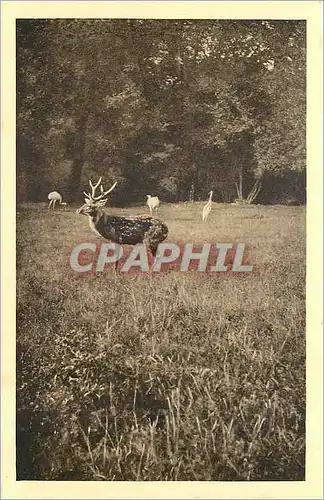 Cartes postales PARC ZOOLOGIQUE DE CLERES(S-inf) Cerf