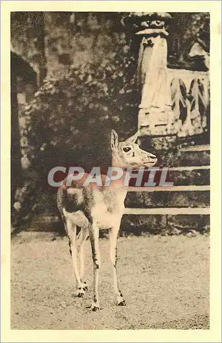 Cartes postales PARC ZOOLOGIQUE DE CLERES(S-inf) Antilope