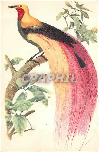 Cartes postales COMITE NATIONAL DE L'ENFANCE-PARADISIER GRAND-EMEURAUDE Oiseau