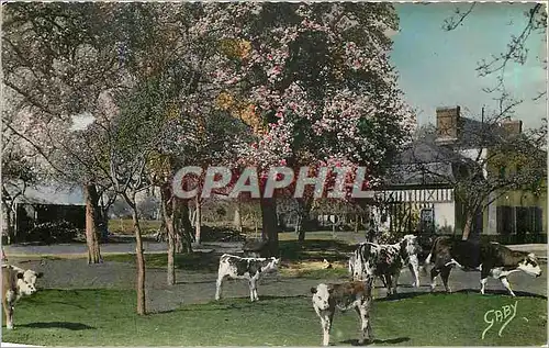 Cartes postales moderne LA NORMANDIE-Pommiers en fleurs et poiriers blancs Vaches