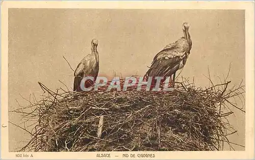 Cartes postales alsace-nid de cigognes