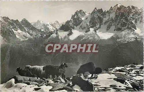 Cartes postales moderne PAYSAGES ALPESTRES-Haute Montagne Moutons