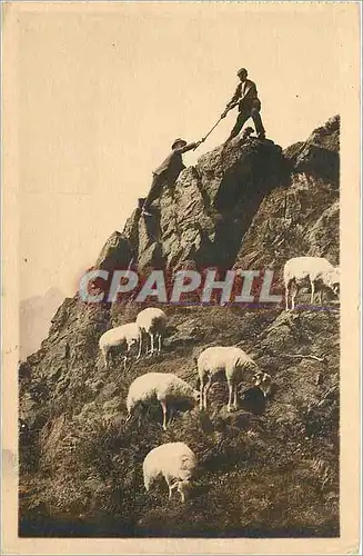 Cartes postales LES PYRENEES-Une Escalade en Montagne  Berger Moutons