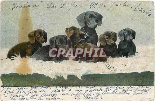 Cartes postales chiens