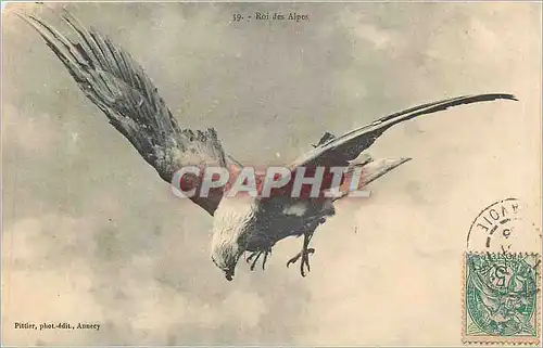 Cartes postales oiseaux Roi des Alpes Aigle