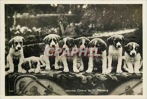Cartes postales CHIENS Jeunes chiens de St Bernard