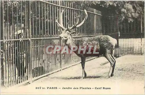 Cartes postales Paris Jardin des Plantes Cerf Rusa