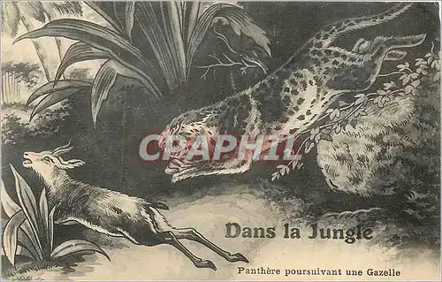 Cartes postales Dans la Jungle Panthere poursuivant une Gazelle