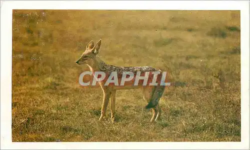 Cartes postales Chacal Safari Prisunic