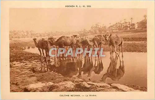Cartes postales Colomb Bechar La Riviere Chameaux