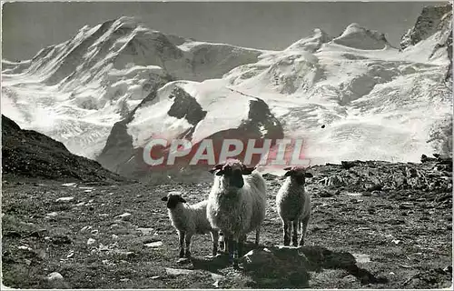 Cartes postales moderne Auf Rotenboden ob Zermatt Moutons