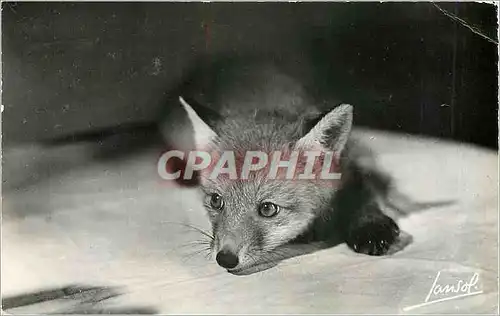 Cartes postales moderne Les Animaux de la Montagne Le renard