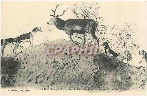 Cartes postales Une chasse a Courre dans la Foret Cerf Chiens