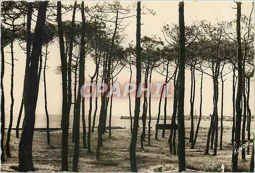 Cartes postales moderne Les Sables d'Olonne Vendee La foret de pins